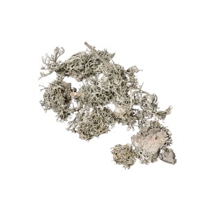 MECH / GREY MOSS - WHITE WASHED