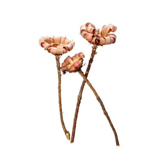 PROTEA NERIFOLIA BASE PINK STICK.jpg