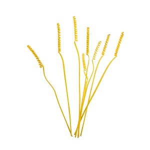 CANE SPRING COLOR
