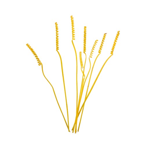 CANE SPRING - ŻÓŁTY.jpg