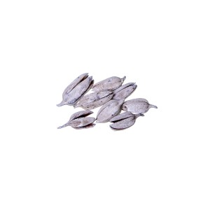 THUJA POD SMALL WHITE WASHED