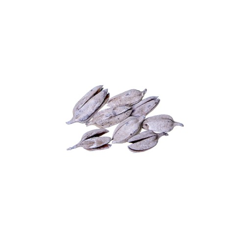 THUJA POD - SNOW TIP.jpg