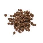 CASURINA