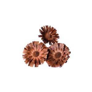 PROTEA REPENS CREAM HEADS 8cm - 9cm
