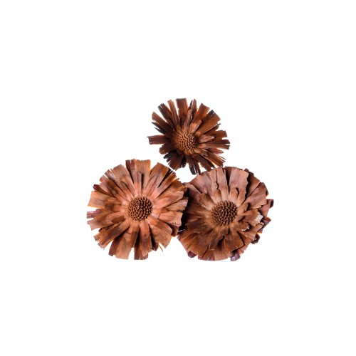 PROTEA REPENS ROSETTE HEAD CREAM 8-9cm .jpeg