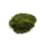 MOSS GREEN