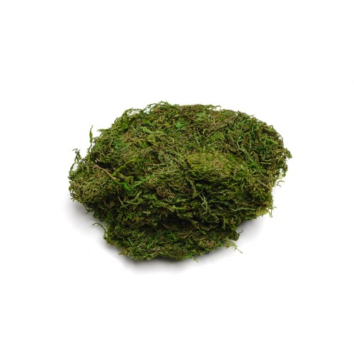 MOSS GREEN.jpeg