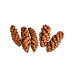 STROBUS 15cm - 20cm