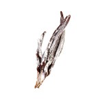 PALM MALE 3 FINGER SNOW TIP