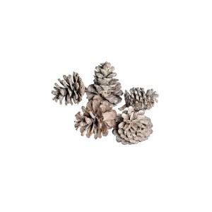 PINE CONE WHITE WASHED