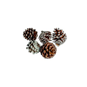 PINE CONE NATURE - GREEN