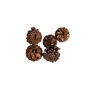 PINE CONE LAKIEROWANY