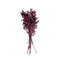 RUSCUS - CZERWONY.jpg