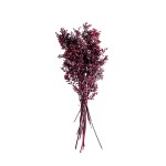RUSCUS COLOR
