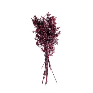 RUSCUS COLOR