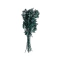 RUSCUS - ZIELONY.jpg