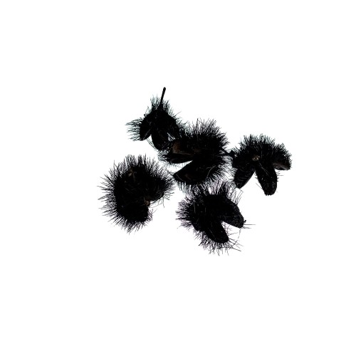 THORNY PODS.jpg