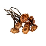 PROTEA OBTUSFOLIA ROSETTE
