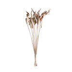 STRELICIA 90 cm - 100 cm
