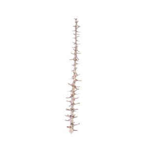 RIB STICK WHITE WASHED