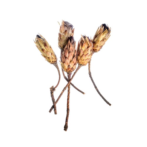 PROTEA LONGIFOLIA.jpg