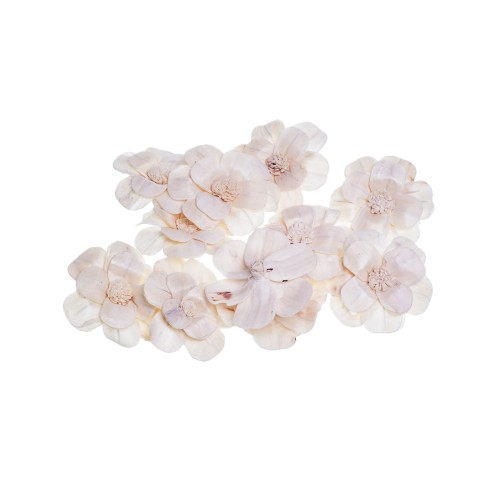 SHOLA KADAMBARI - 6cm.jpg
