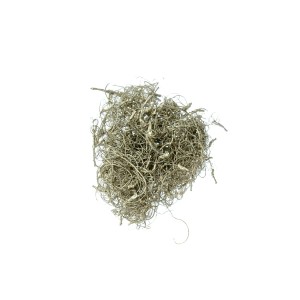 CURLY MOSS CHAMPAGNE