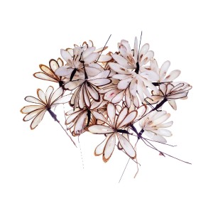 SHOLA MAYUR - 8 cm