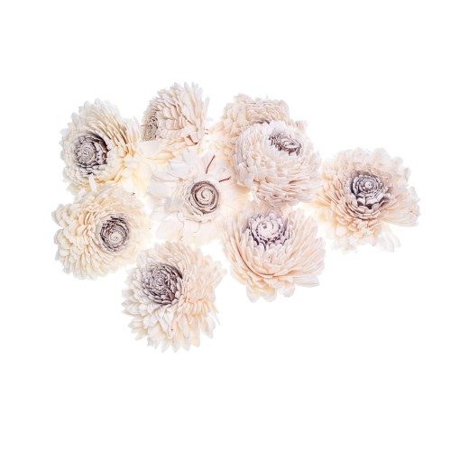 SHOLA ZINNIARY - 6cm.jpg