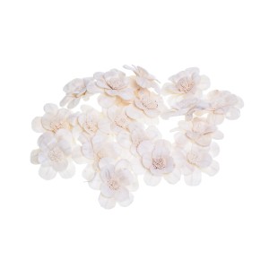 SHOLA PROTEA SAF  - 6 cm
