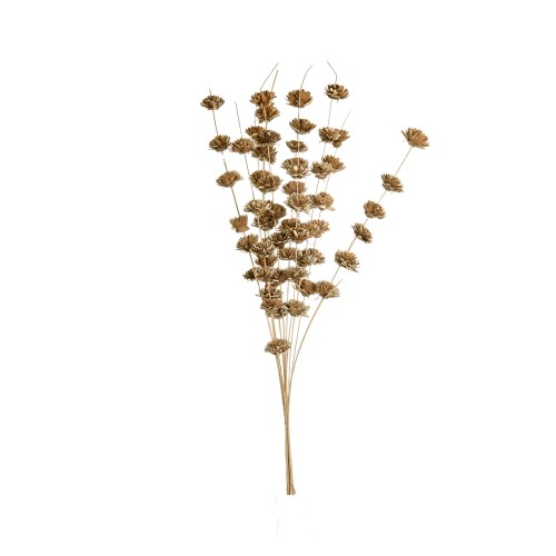 SHOLA TING ZINNIA.jpg