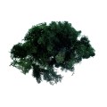 CHROBOTEK - DARK GREEN.jpg