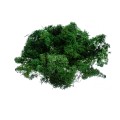 CHROBOTEK - GREEN.jpg
