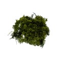 CHROBOTEK - OLIVE.jpg