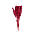 INDIAN CORN - ERICA.jpg