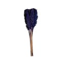 INDIAN CORN - VIOLET.jpg