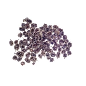 CASURINA GOLD / PLATINUM