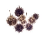 KARTOOS BALL GOLD