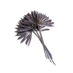 PALM SUN SPEAR 