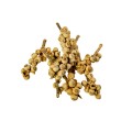 ACORN BUNCH - BLD:1.jpg