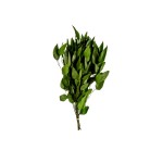EUCALYPTUS WILLOW 