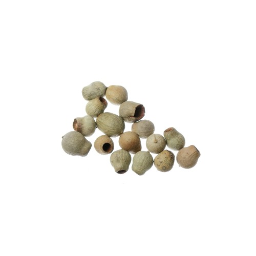 EUCALYPTUS BELLGUMS.jpg