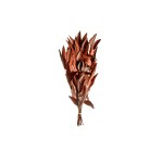 EUCALYPTUS WILLOW