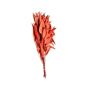 EUCALYPTUS WILLOW