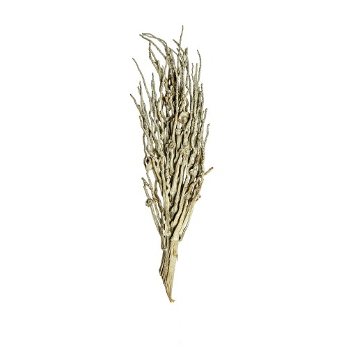 COCO BRANCH - WHITE WASHED.jpg