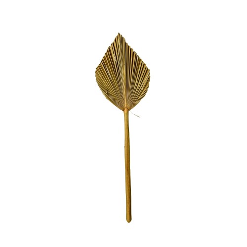 PALM SPEAR KING.jpg