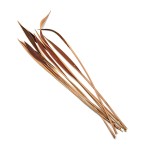COCO SHELL BAHIA FLOWER