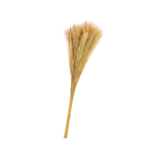 FOX TAIL.jpg
