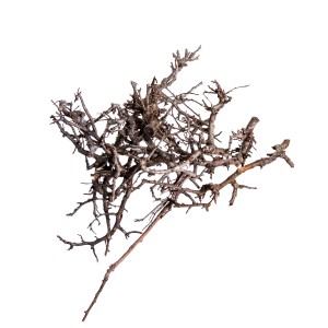 IRON BUSH