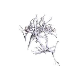 IRON BUSH WHITE WASHED